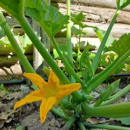 Oda ve Kahvaltı Bagno Di Bosco