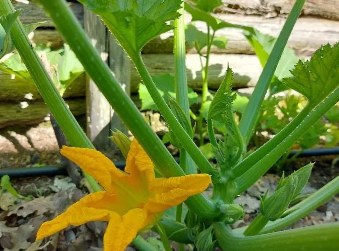 לינה וארוחת בוקר Bagno Di Bosco